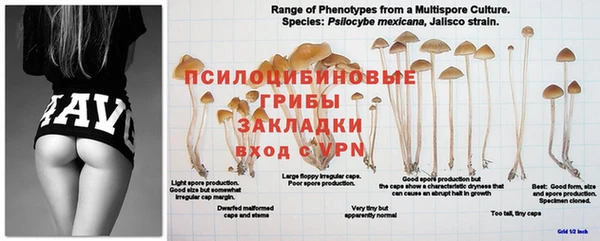 PSILOCYBIN Володарск